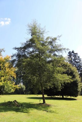 Fagus sylvatica 'Tricolor' - buk lesní - celek (117)